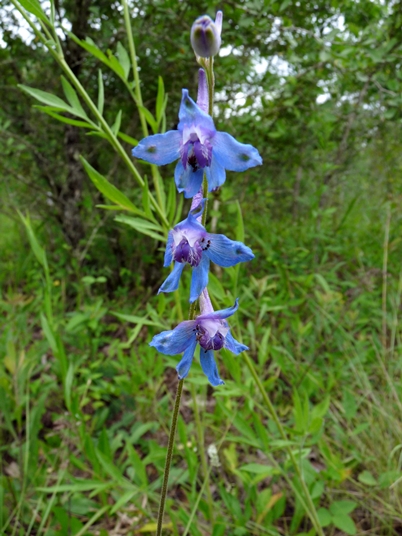 {Delphinium carolinianum ssp. carolinianum}